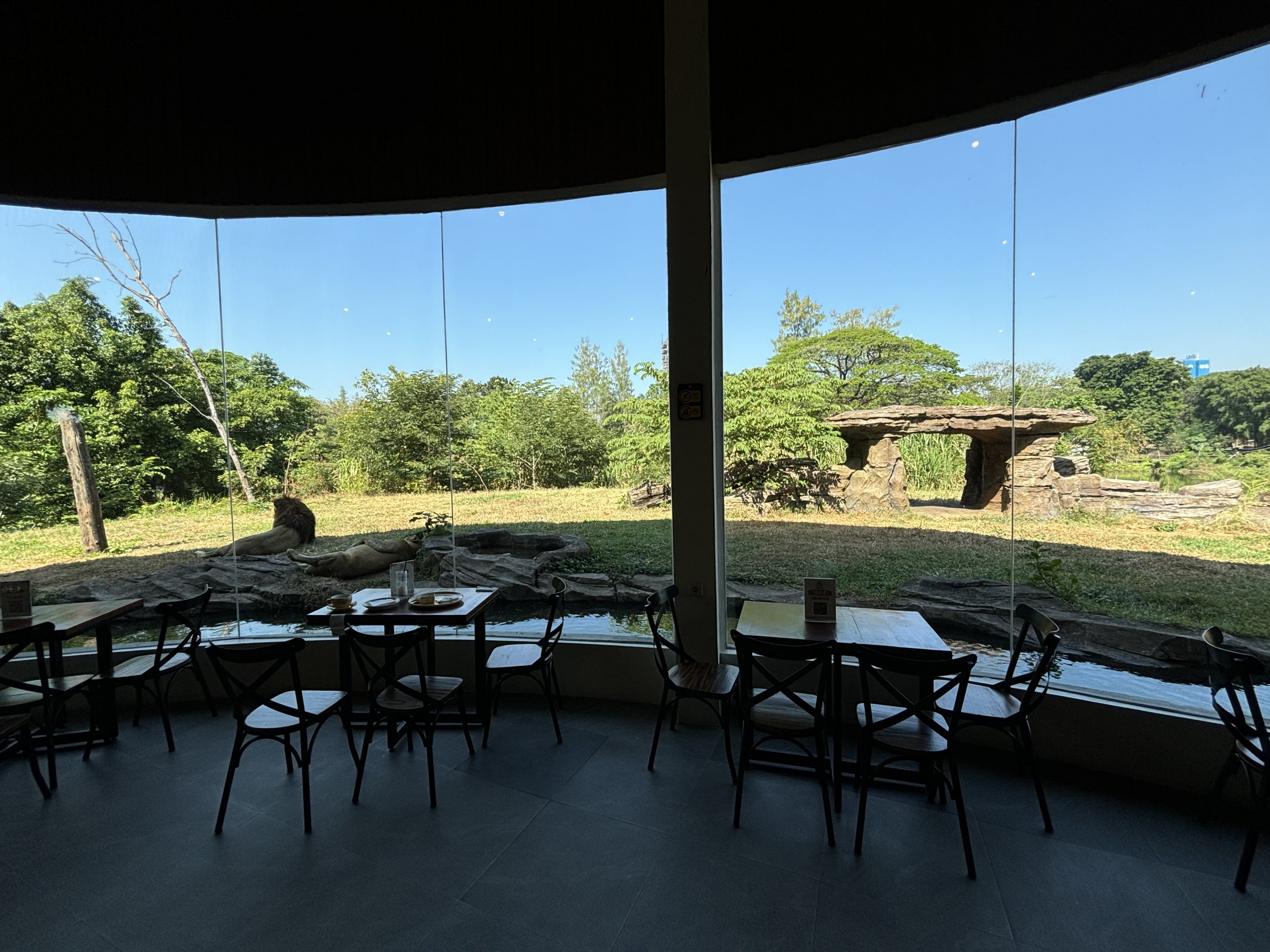 Lion Exhibit - Solo Safari