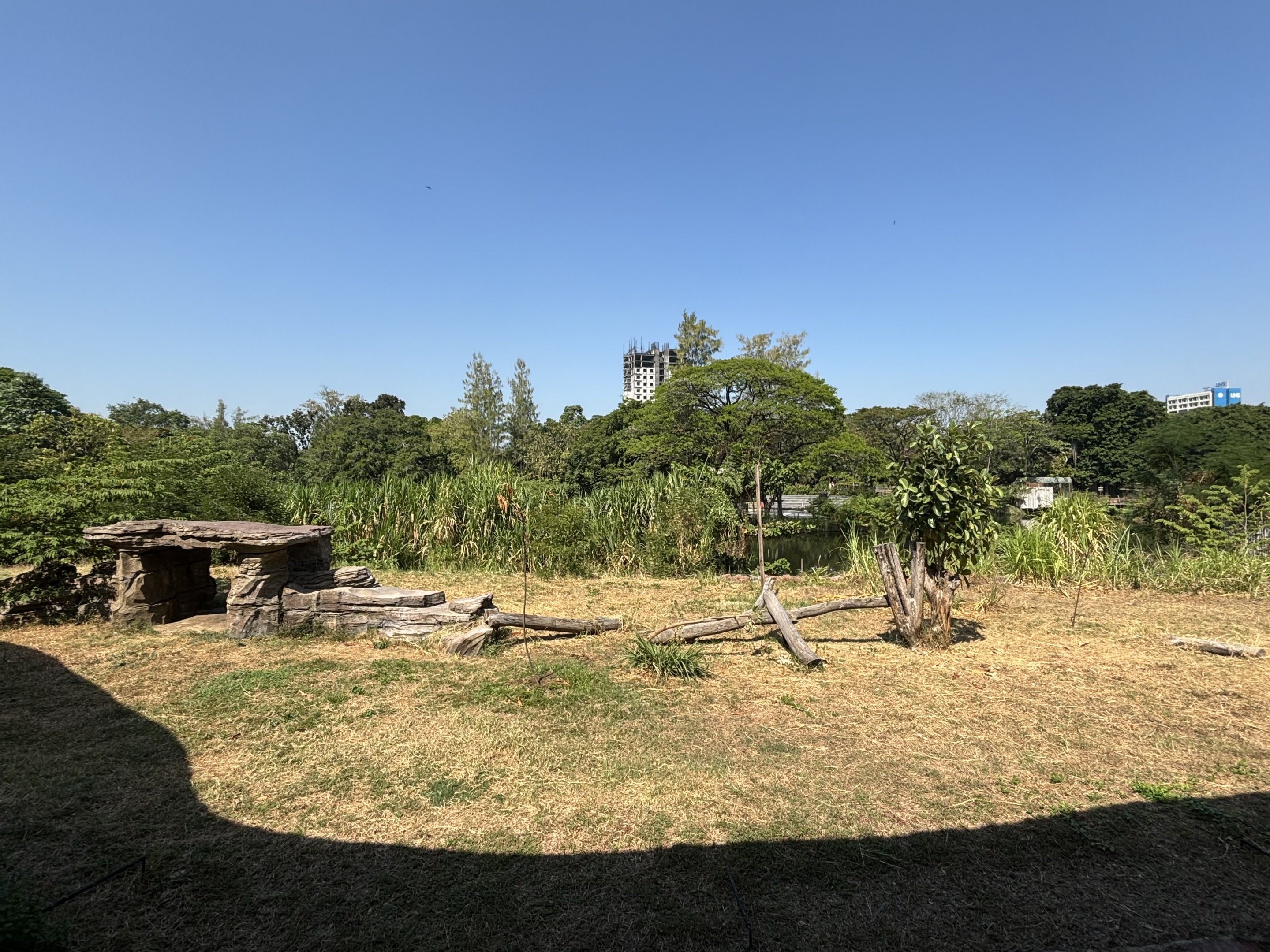 Lion Exhibit - Solo Safari