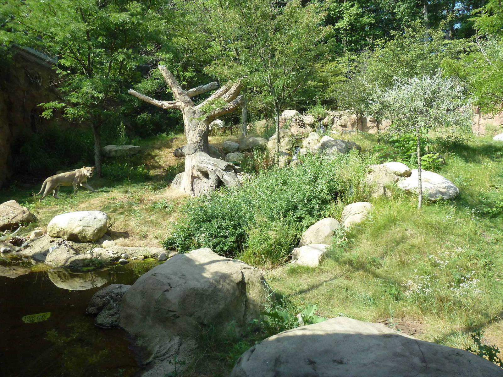 Lion Exhibit (Superb!)