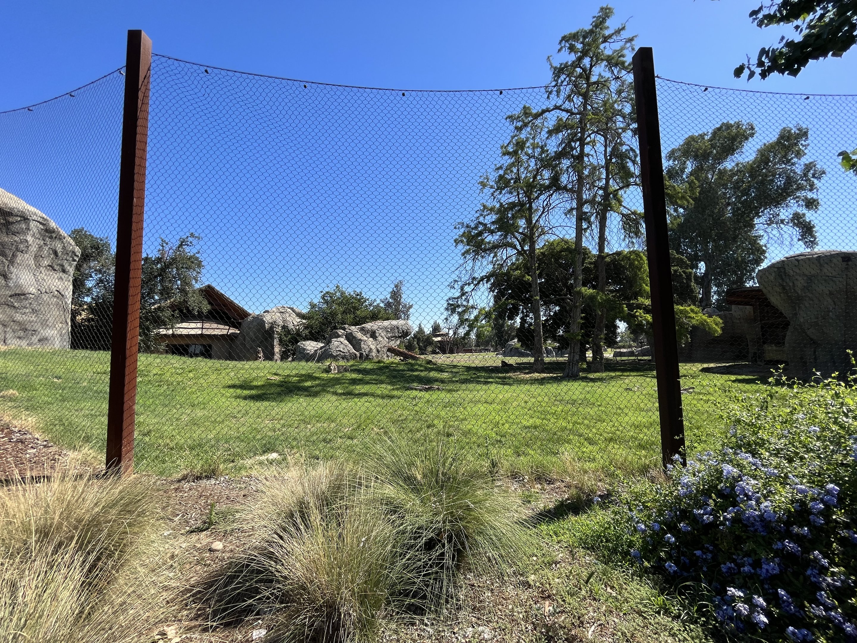 Lion Exhibit - superb!