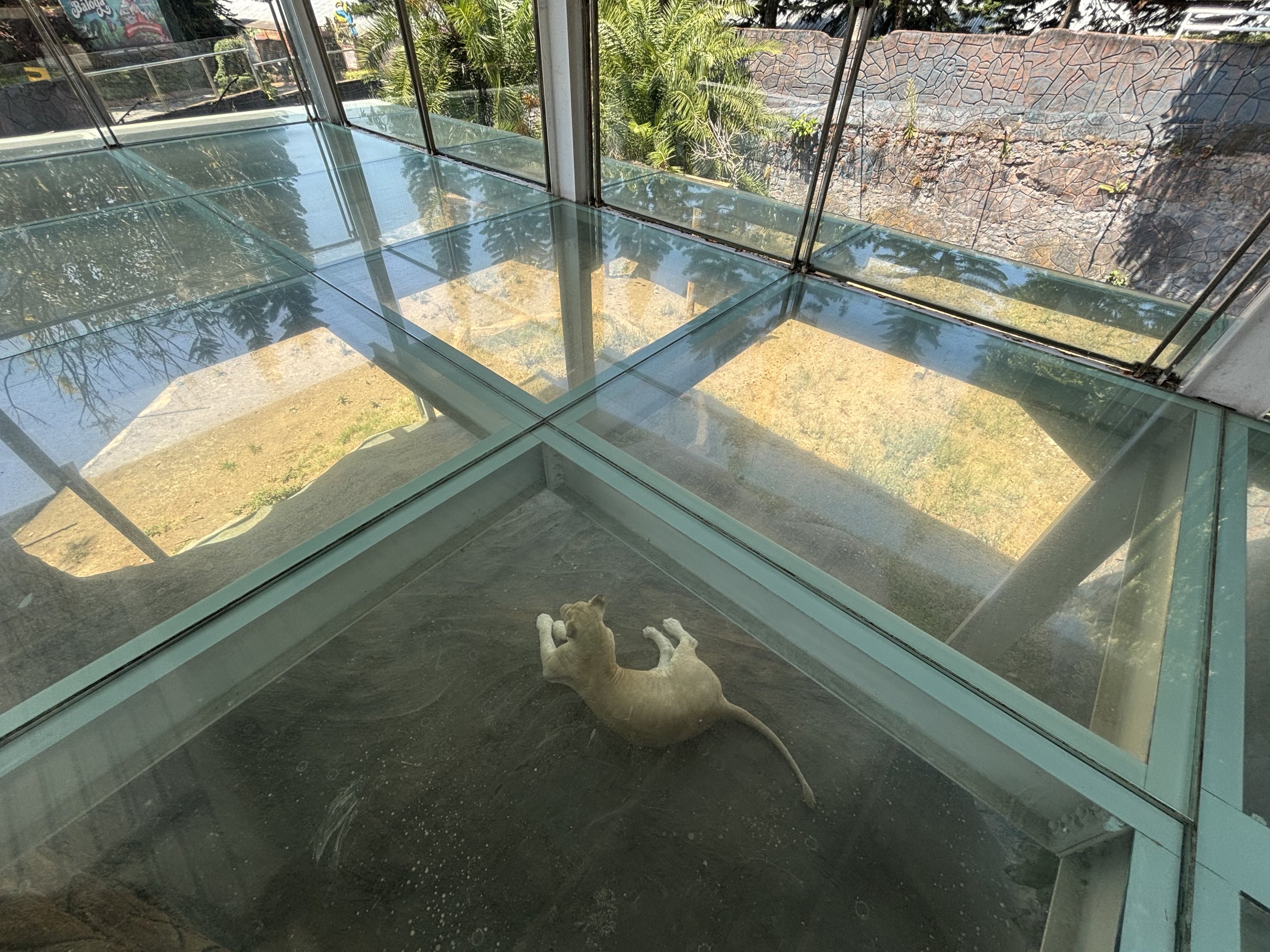Lion Exhibit - through glass floor!