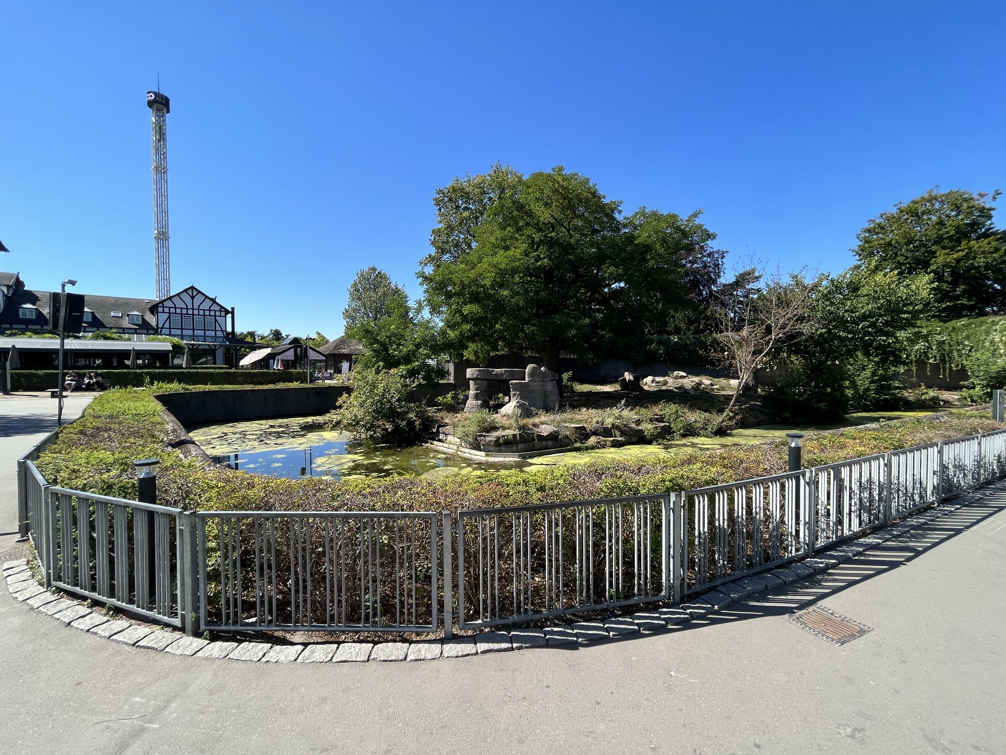 Lion Exhibit - too small!