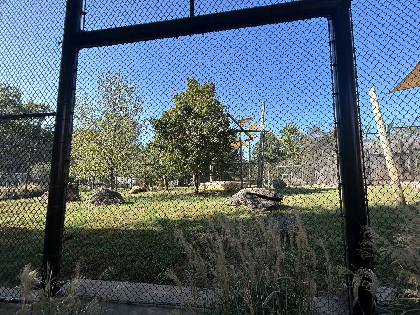 Lion Exhibit - Valley of the Kings