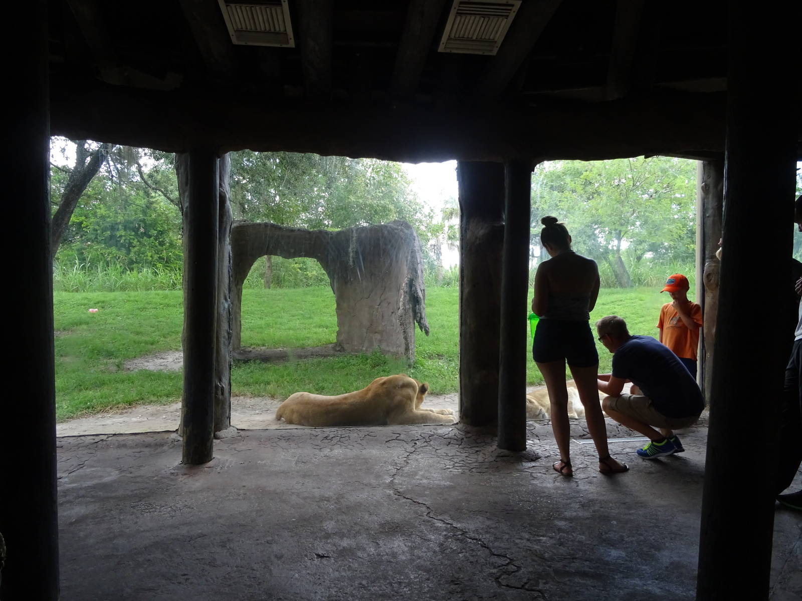 Lion Exhibit Viewing Area at Busch Gardens Tampa