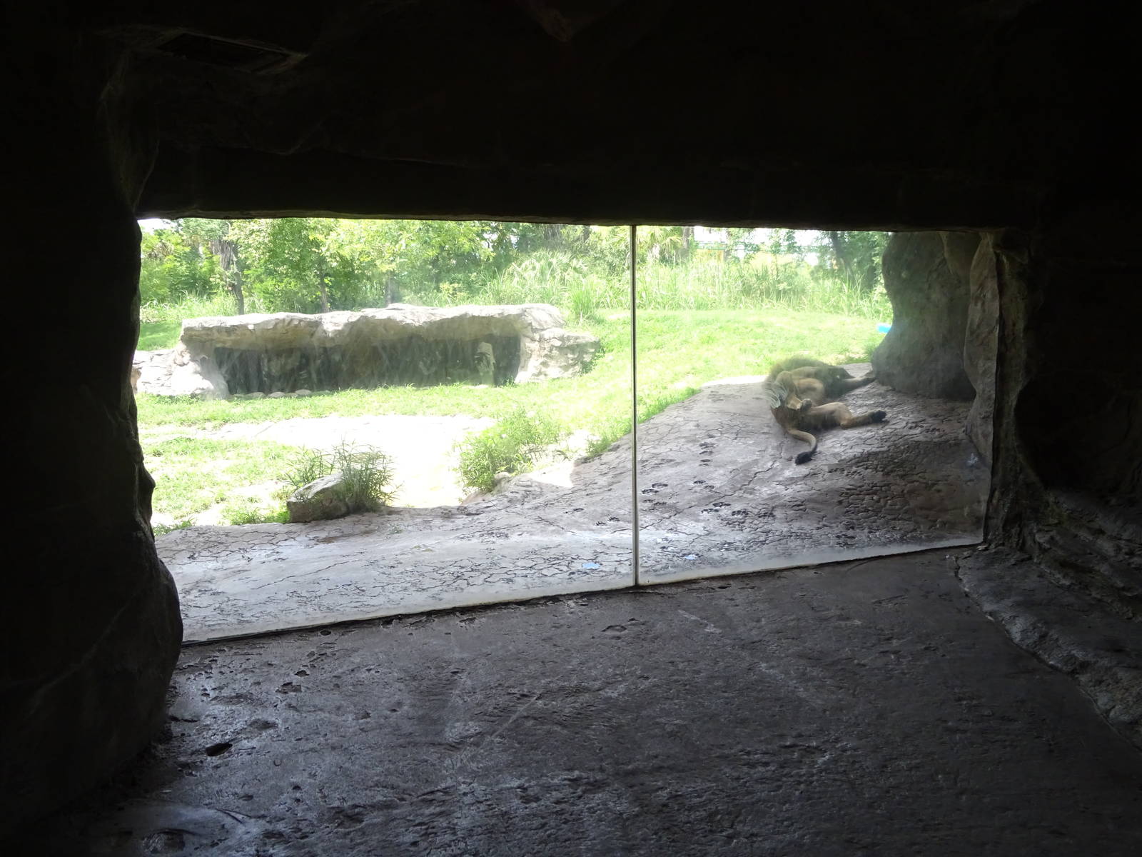 Lion Exhibit Viewing Area at Busch Gardens Tampa