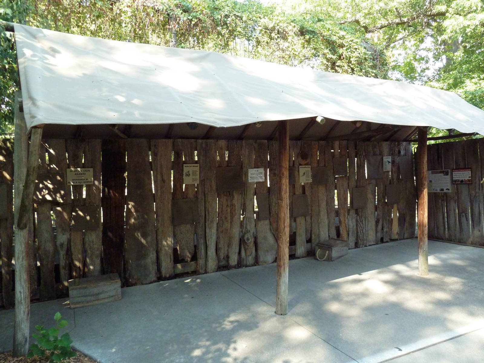 Lion Exhibit - Viewing Area