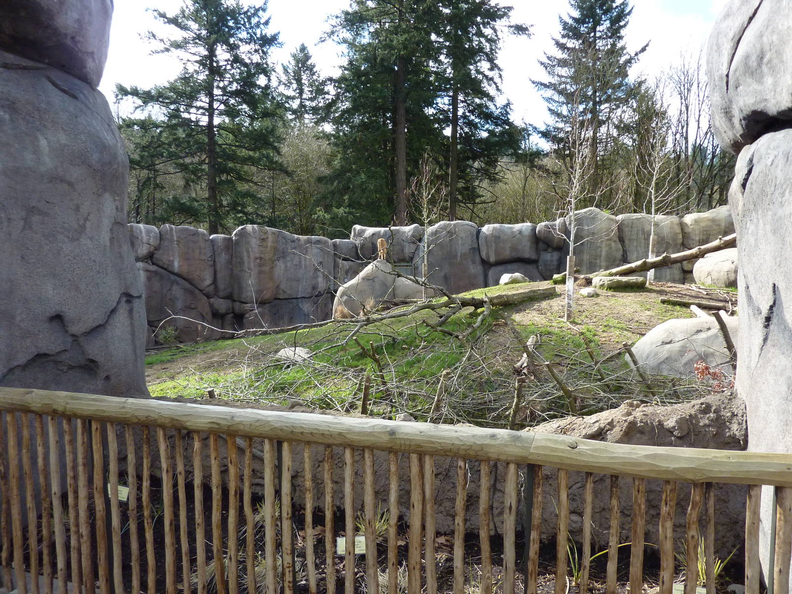 Lion Exhibit - Viewing Area