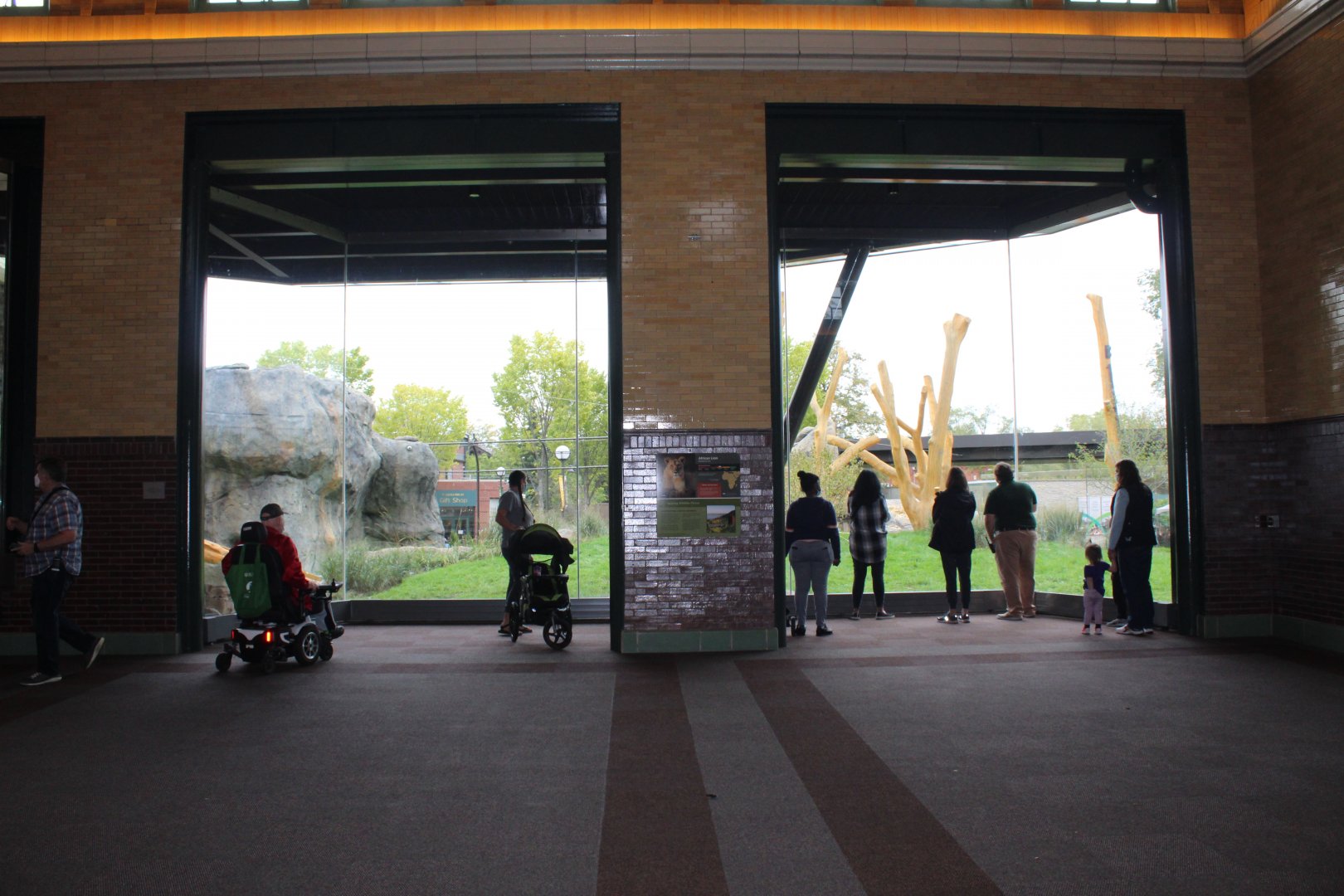 Lion Exhibit Viewing (East Side) - Pepper Family Wildlife Center