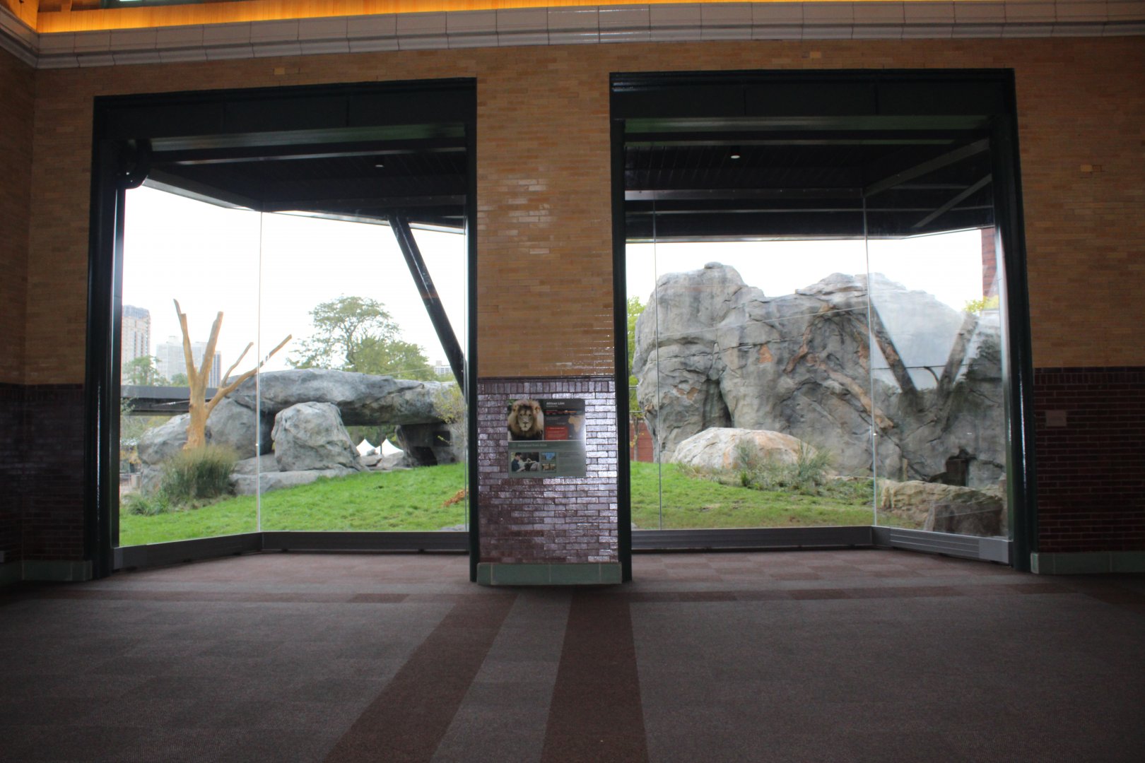 Lion Exhibit Viewing (West Side) - Pepper Family Wildlife Center