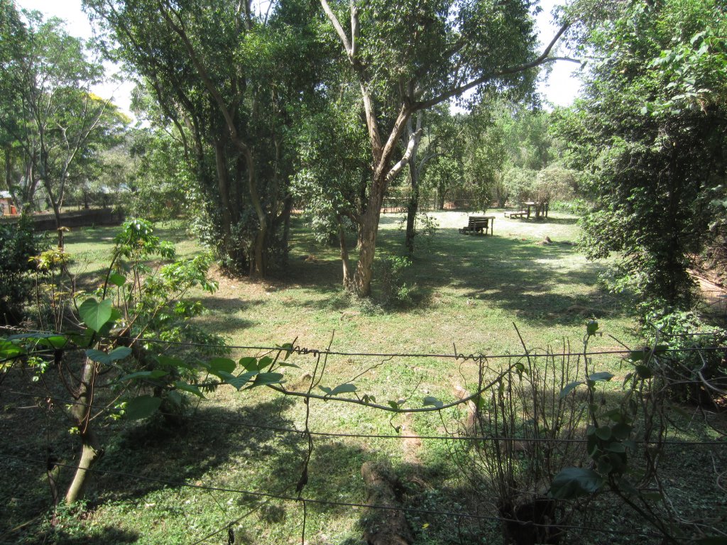 Lion exhibit viwed from the rear