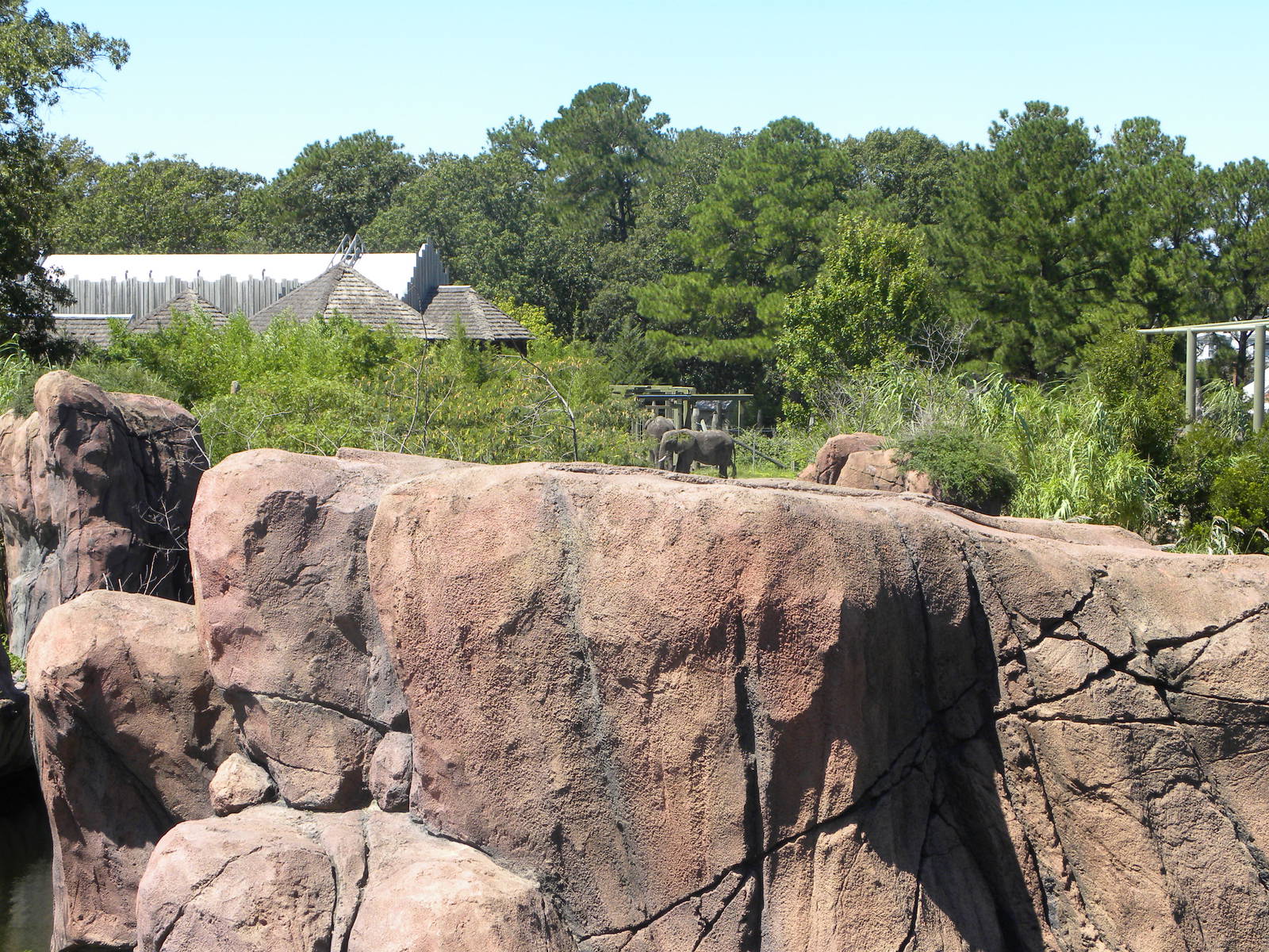 Lion exhibit with elephants in the background