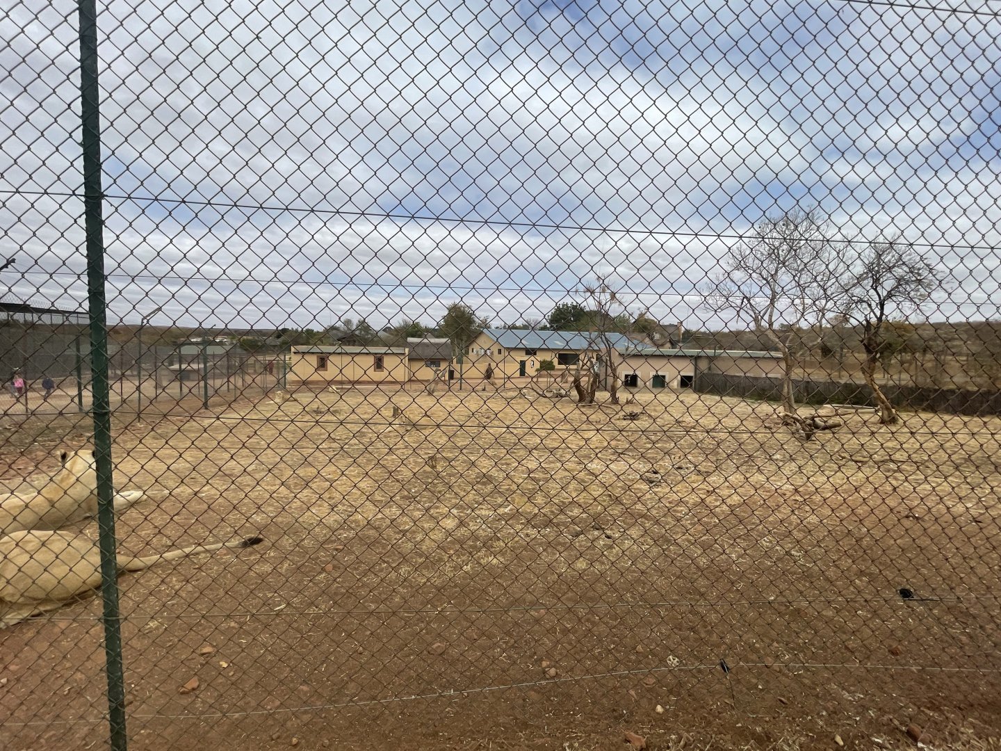 Lion Exhibit with Penguin House in Background