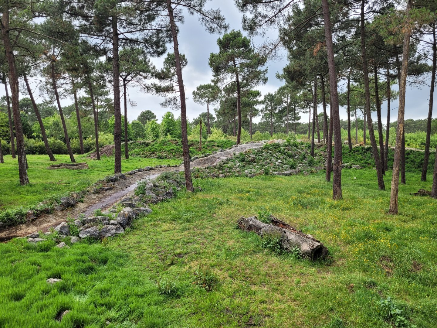Lion exhibit -Zoo du bassin d'Arcachon (2024)