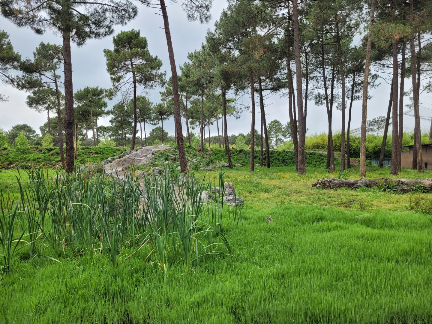 Lion exhibit -Zoo du bassin d'Arcachon (2024)