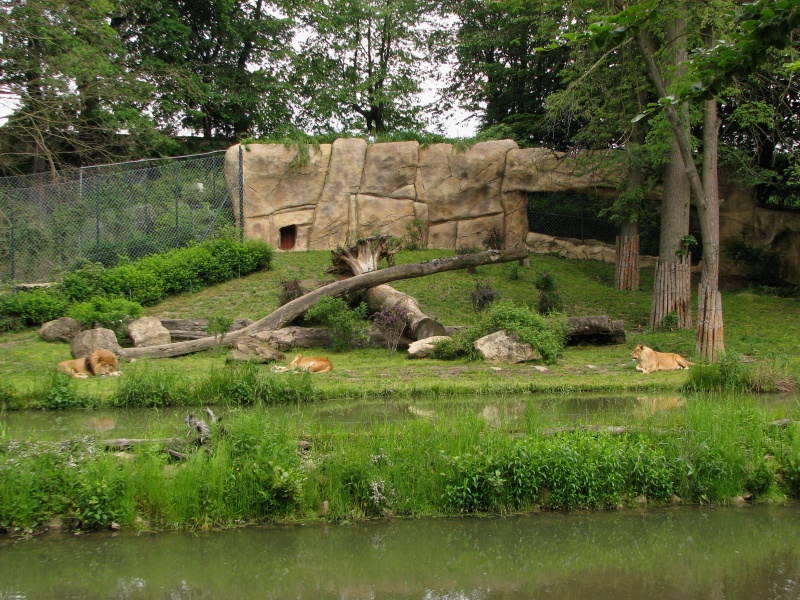 Lion exhibit @ Zoo Zlin-Lesna