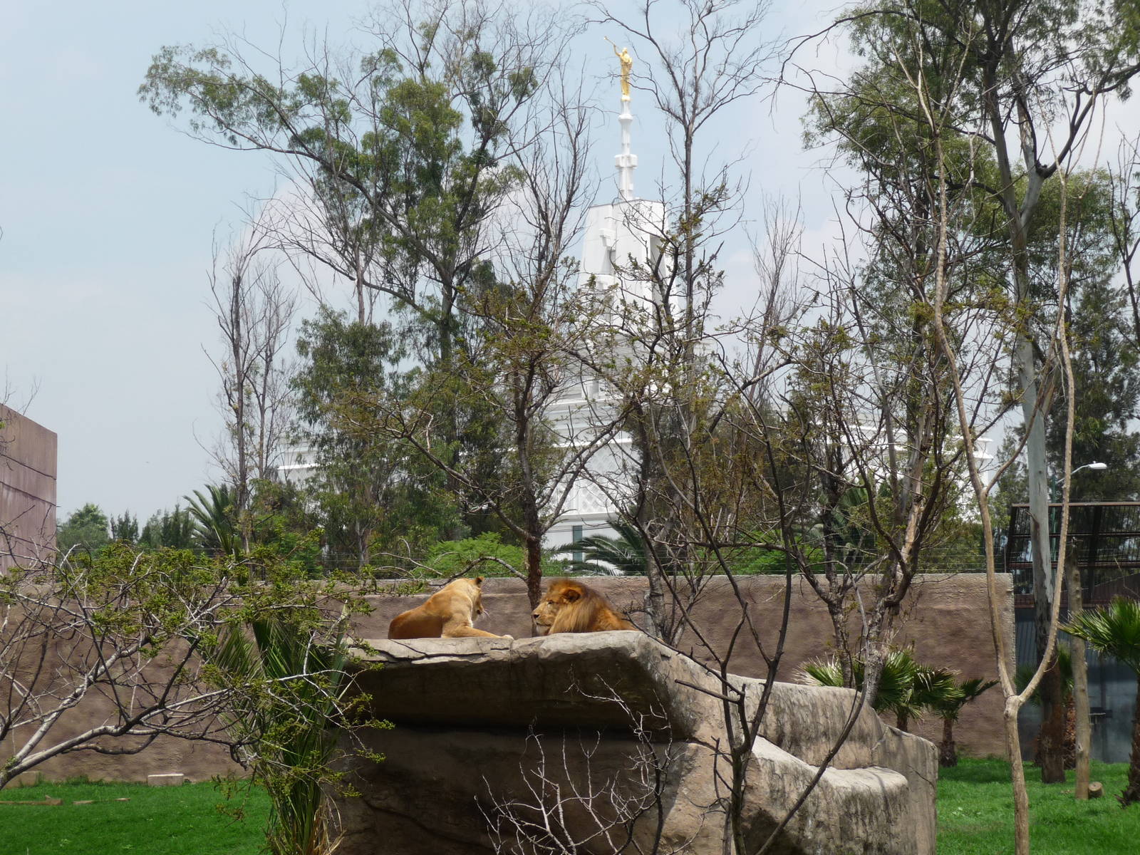 lion exhibit zoologico de aragon