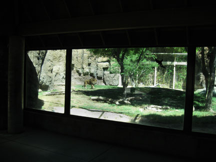 lion exhibit