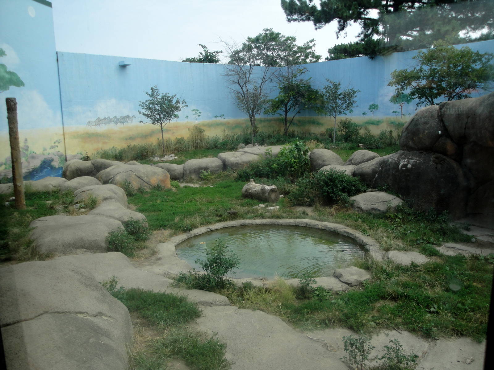 Lion Exhibit