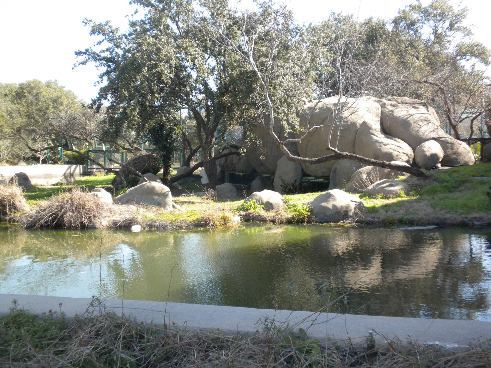 Lion exhibit