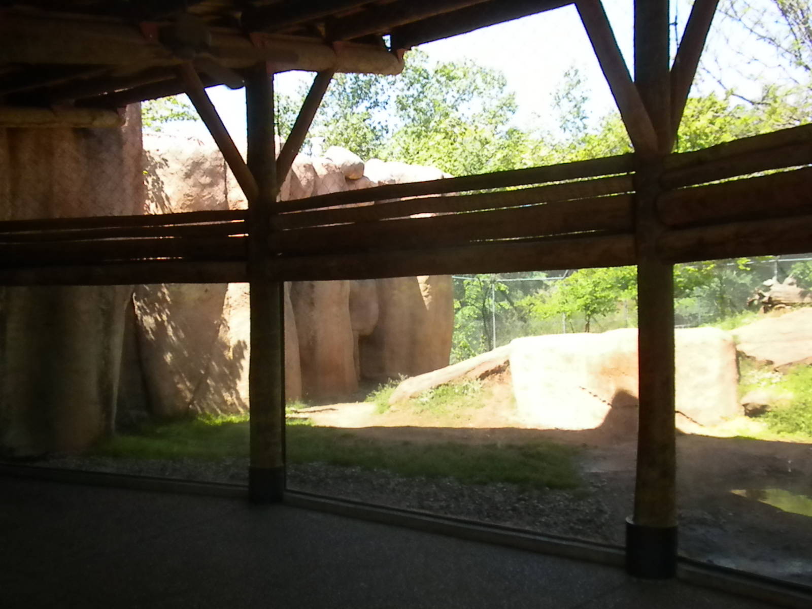 Lion exhibit