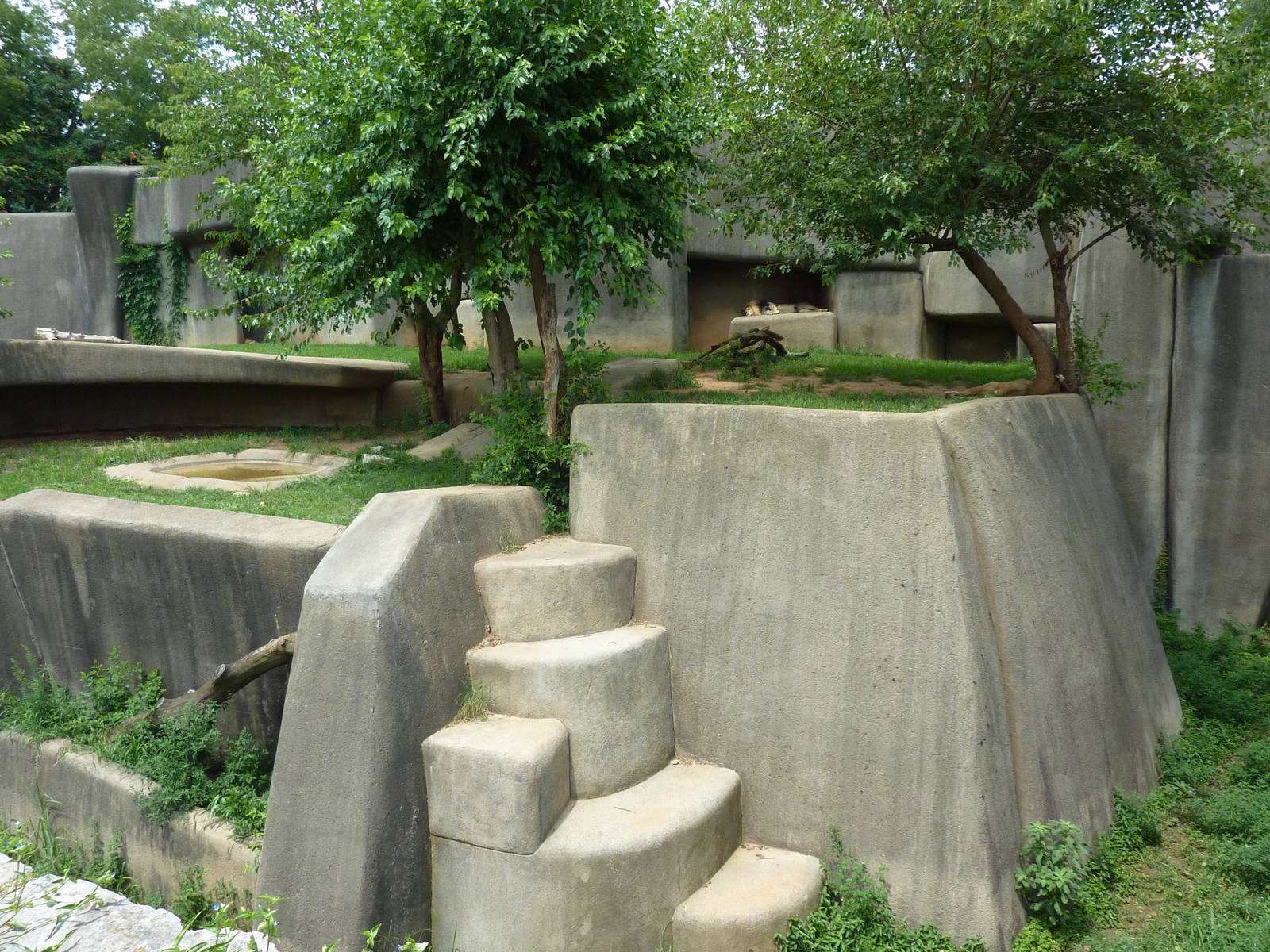 Lion Exhibit