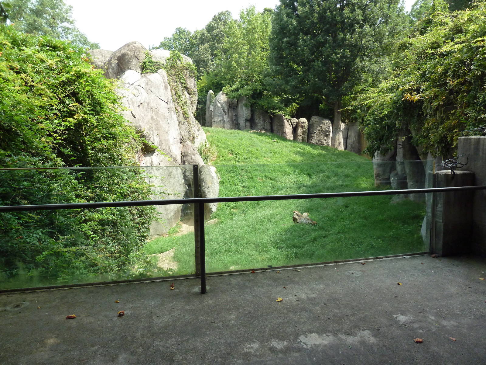 Lion Exhibit