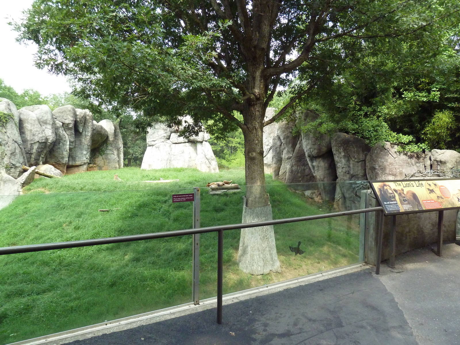 Lion Exhibit