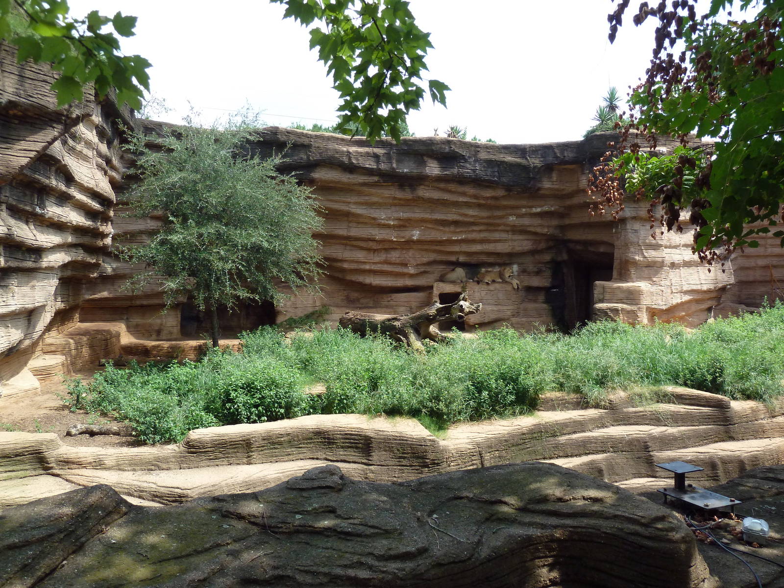 Lion Exhibit