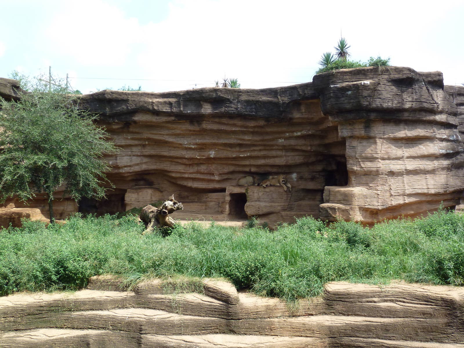 Lion Exhibit