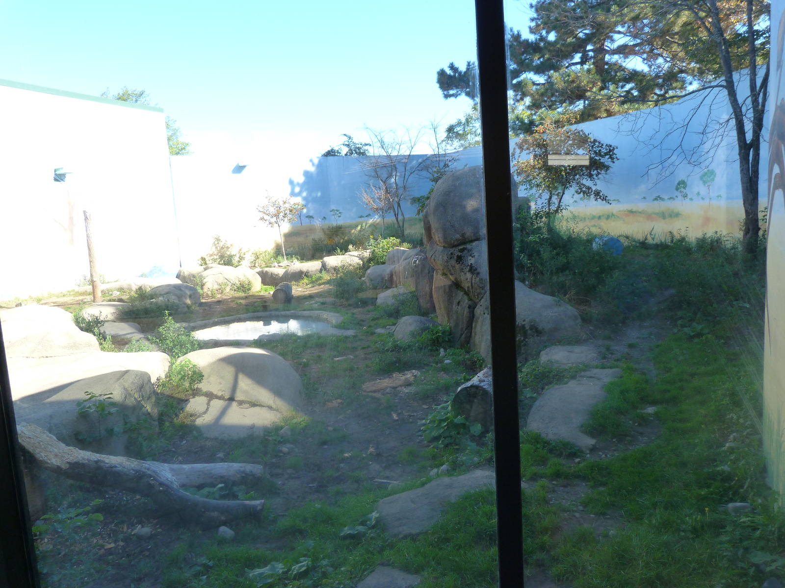 Lion Exhibit