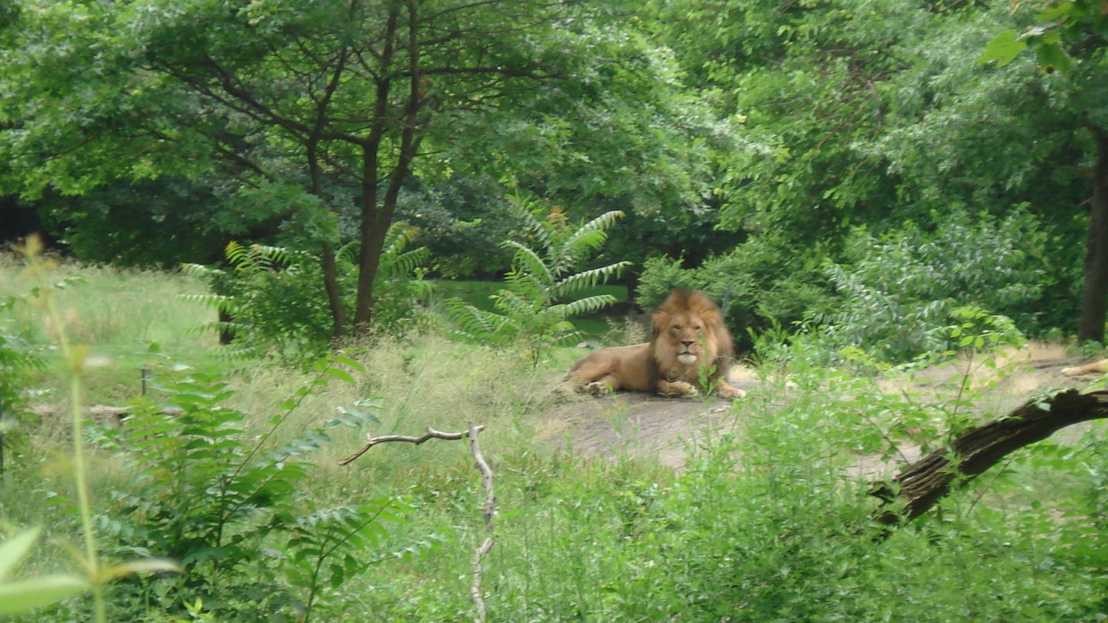 lion exhibit
