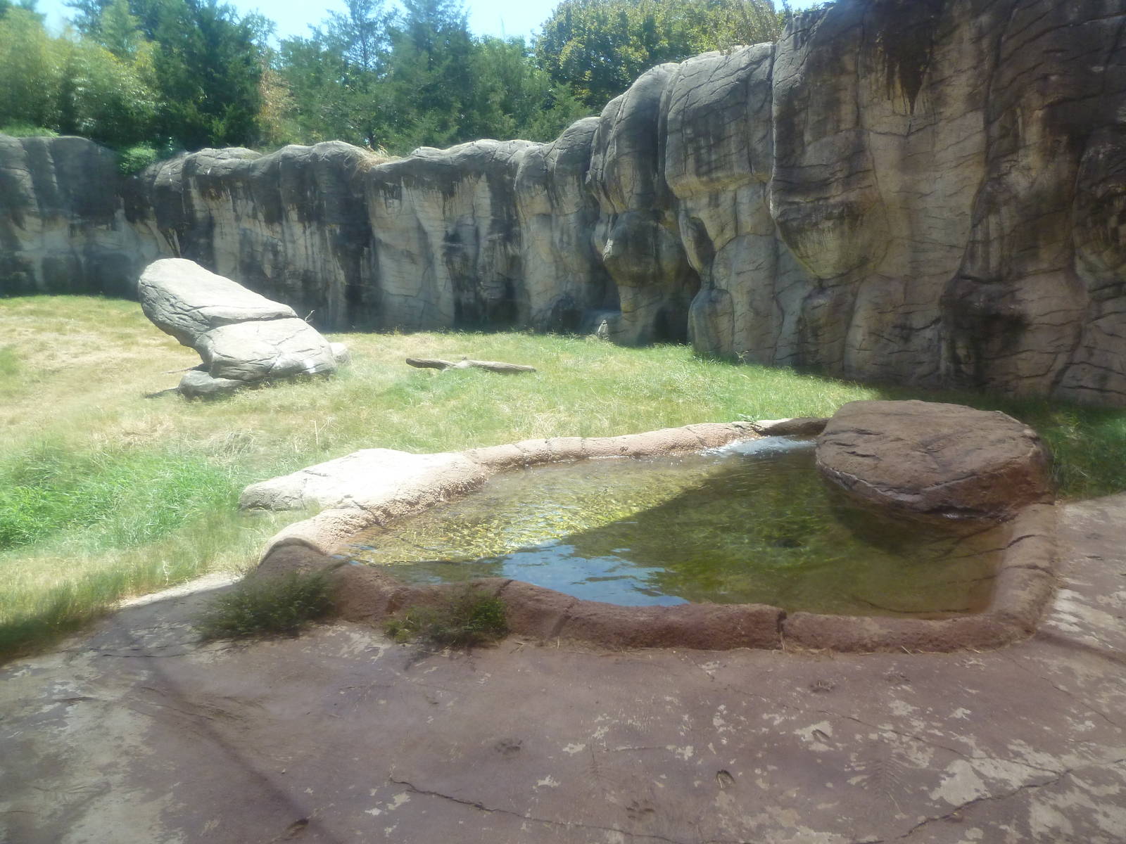 Lion Exhibit