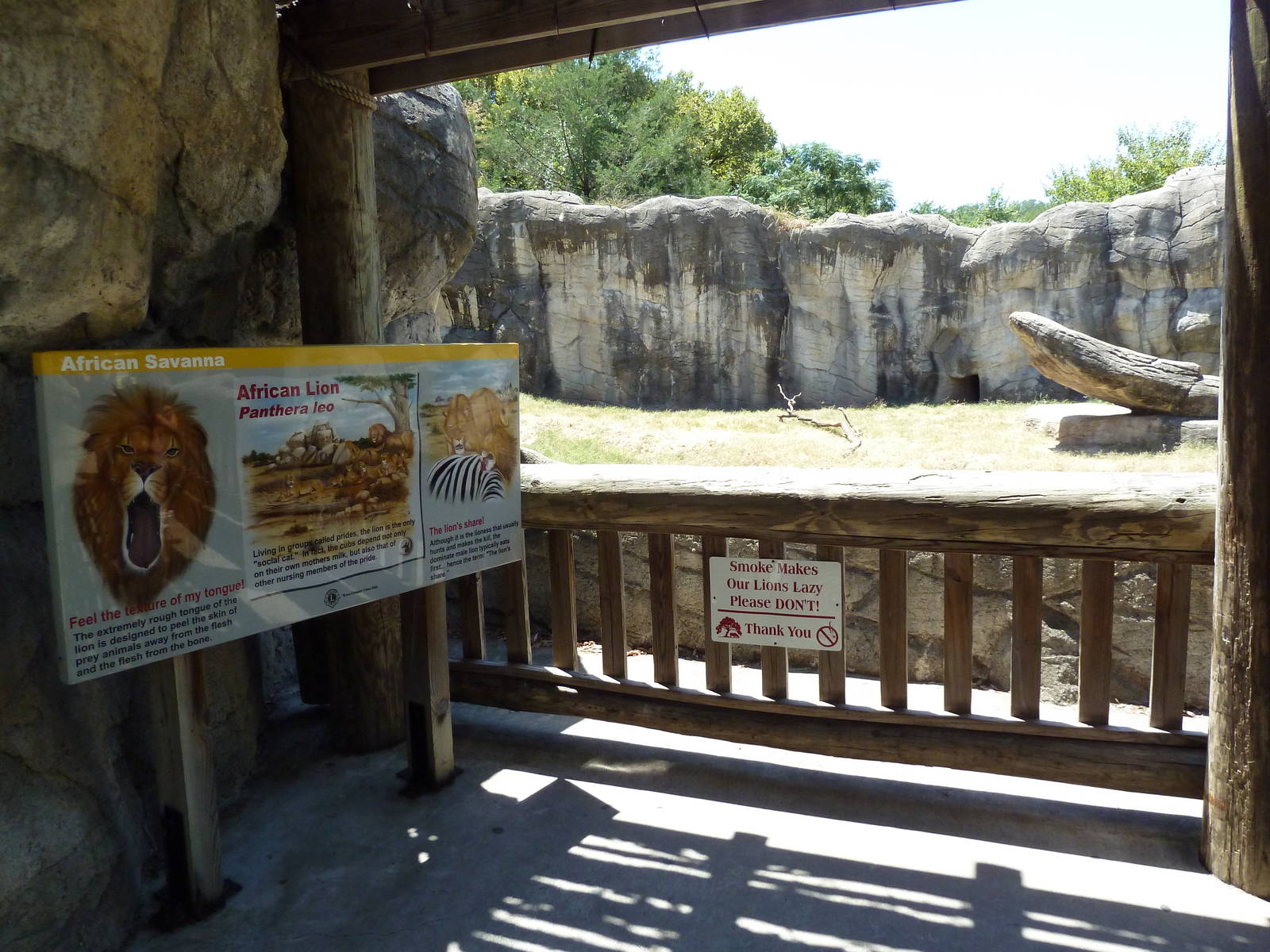 Lion Exhibit