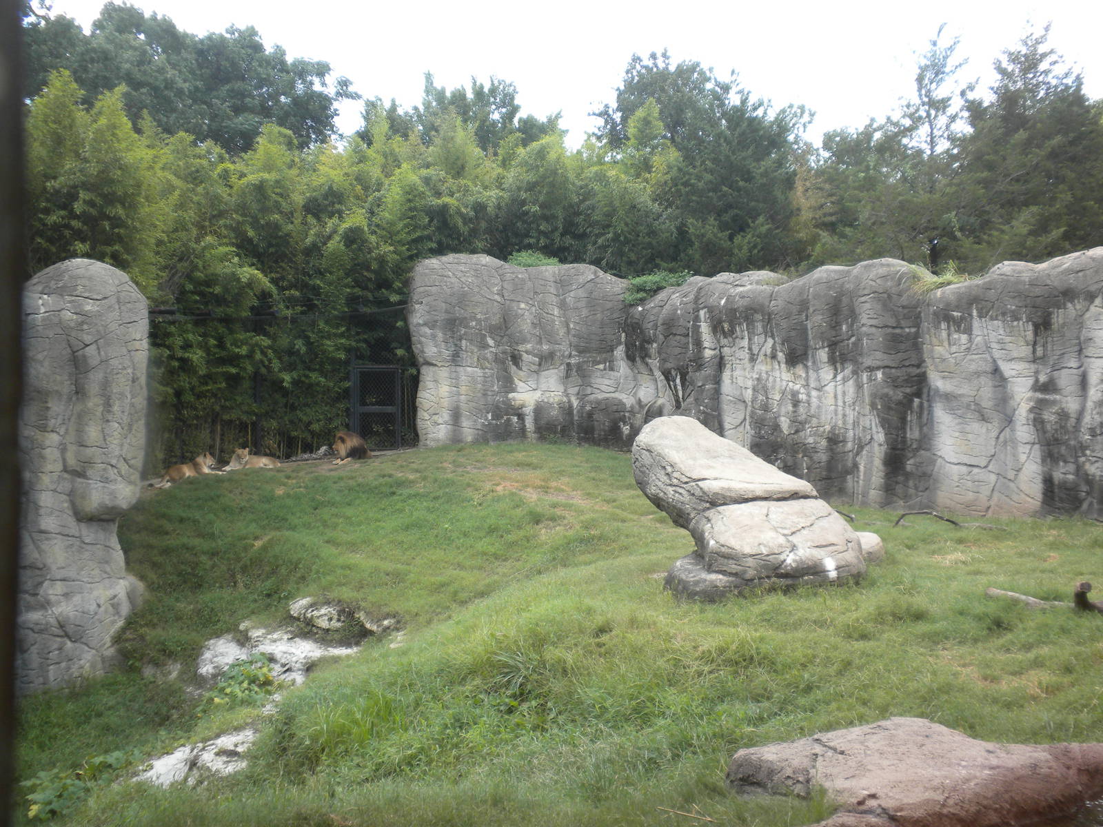 Lion exhibit