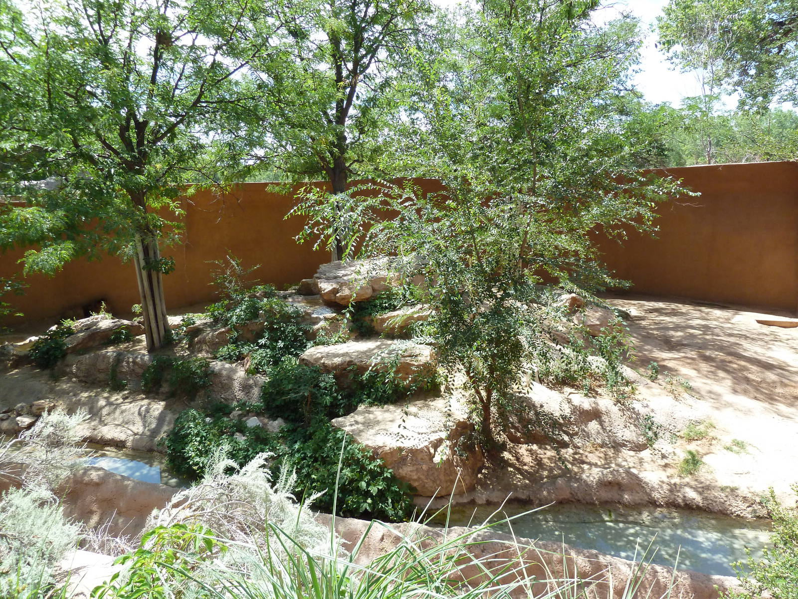 Lion Exhibit