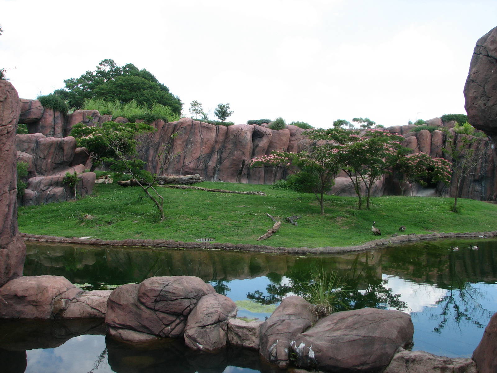Lion Exhibit