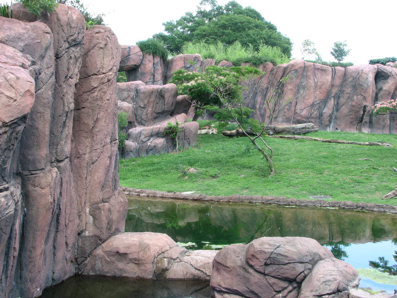 Lion Exhibit