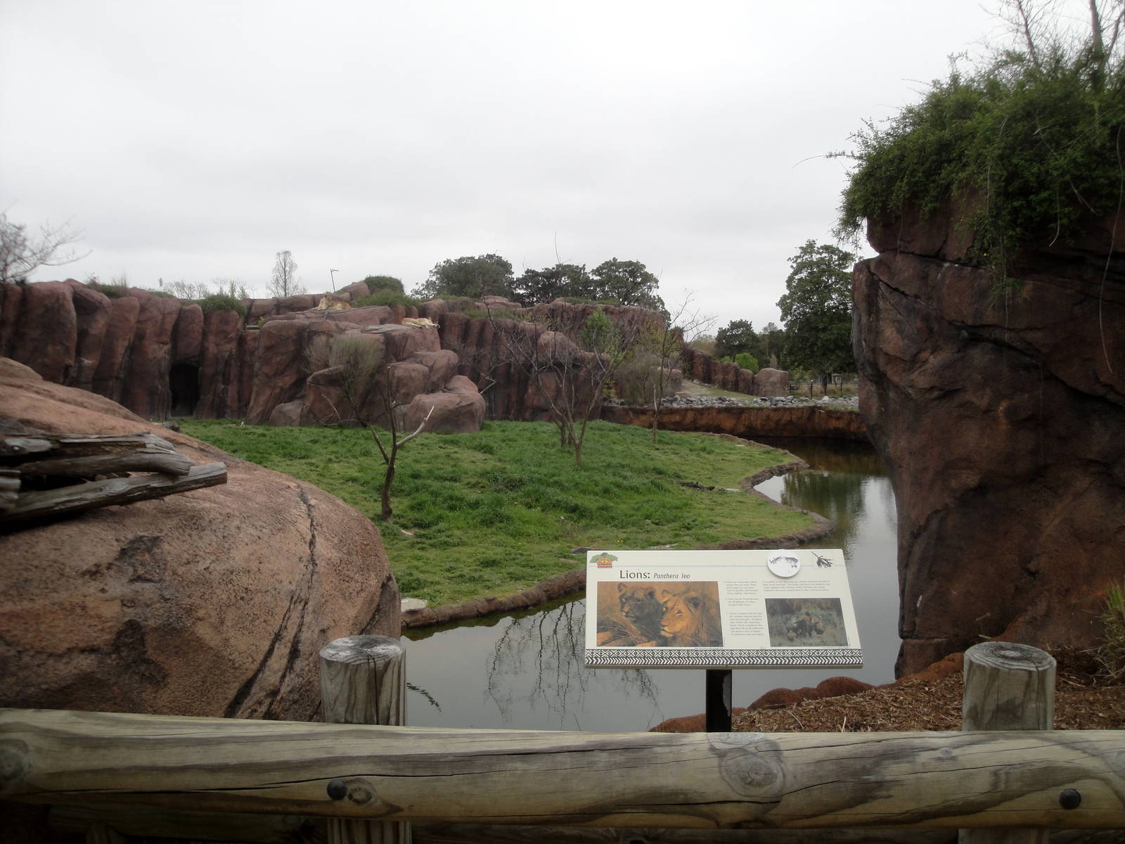Lion Exhibit