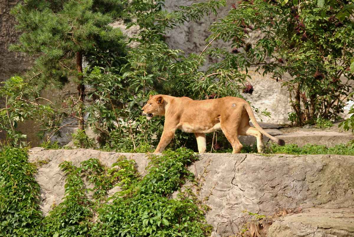 Lion exhibit