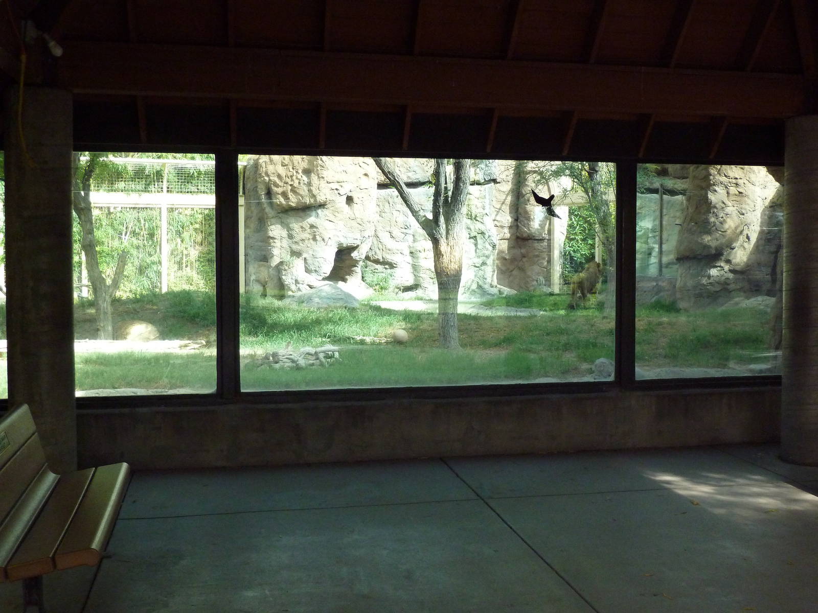 Lion Exhibit