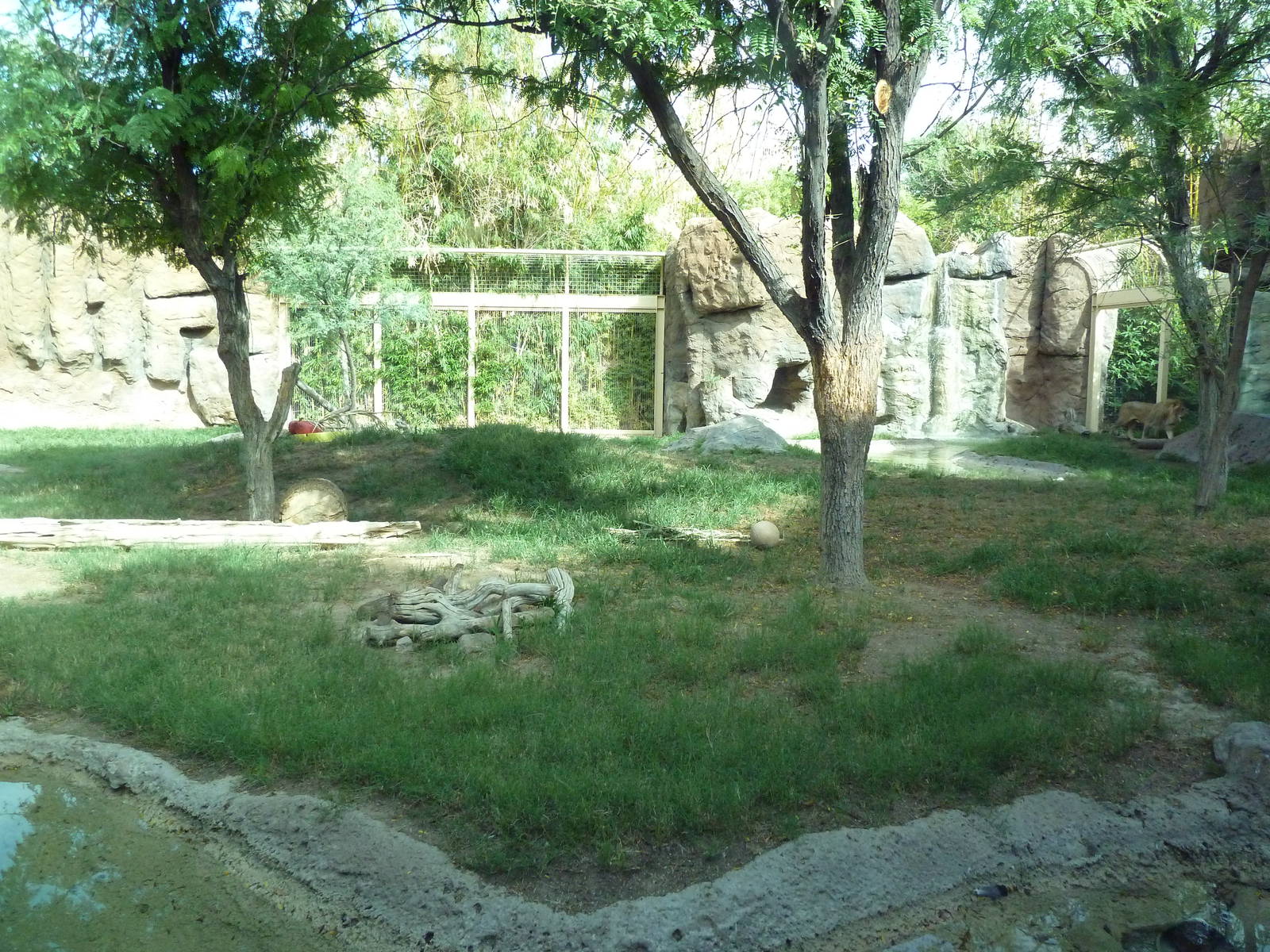 Lion Exhibit