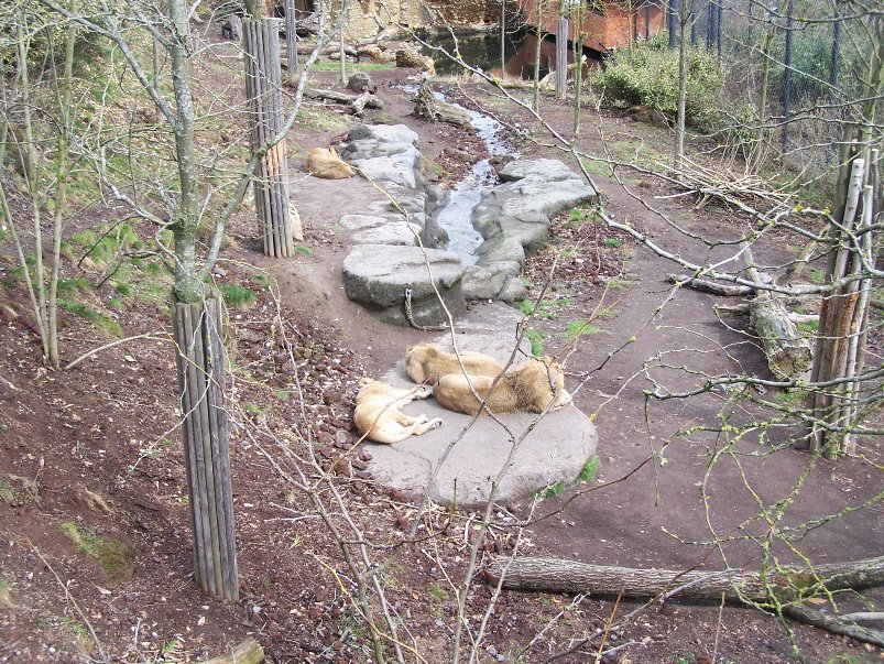 lion Exhibit