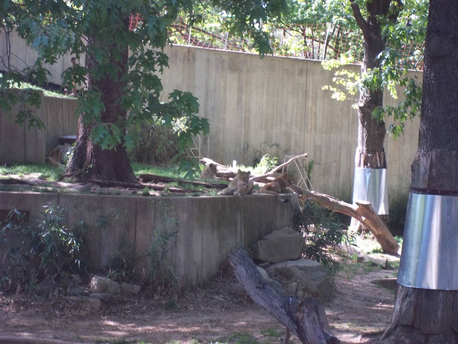 Lion Exhibit