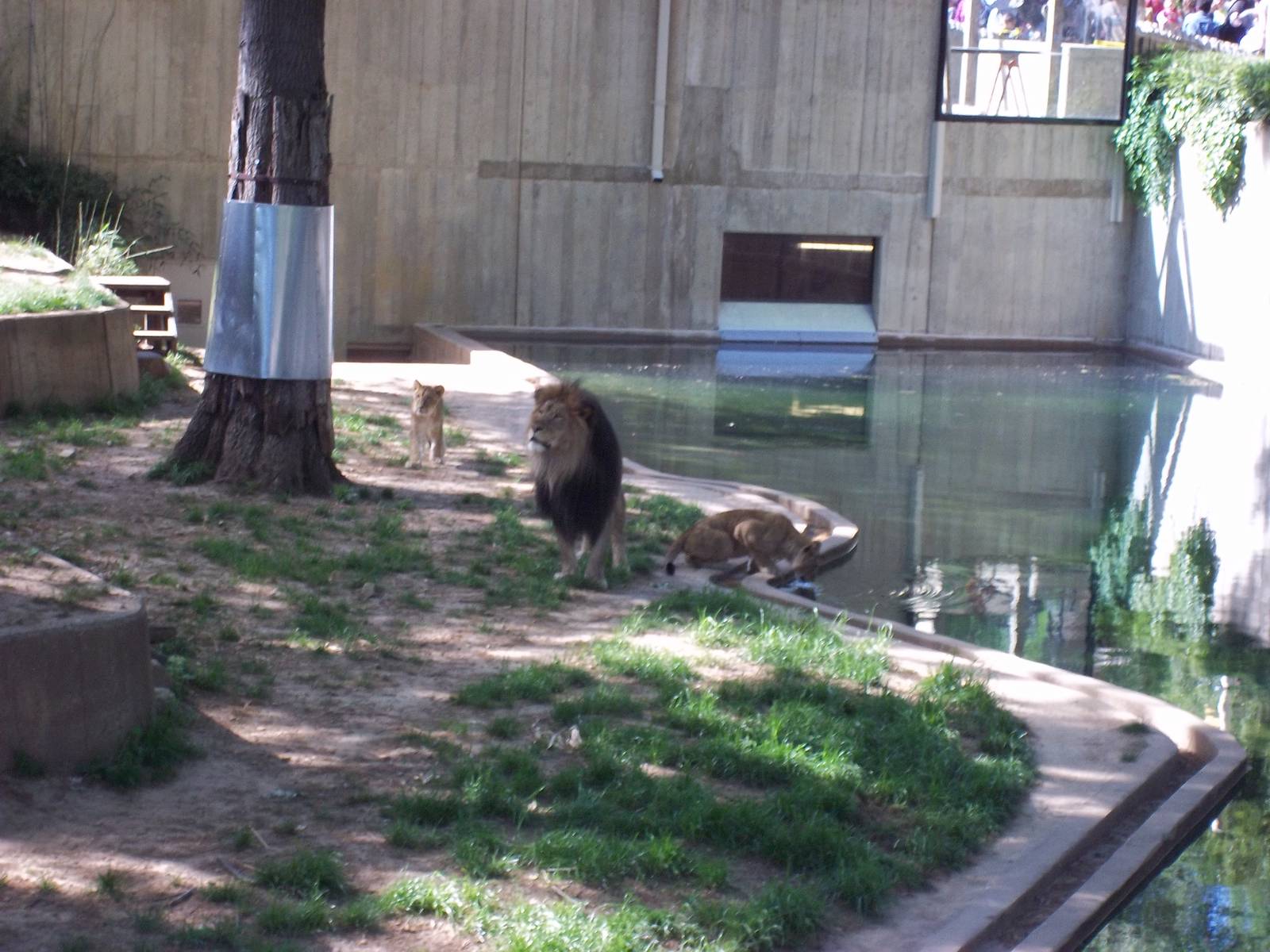 Lion Exhibit