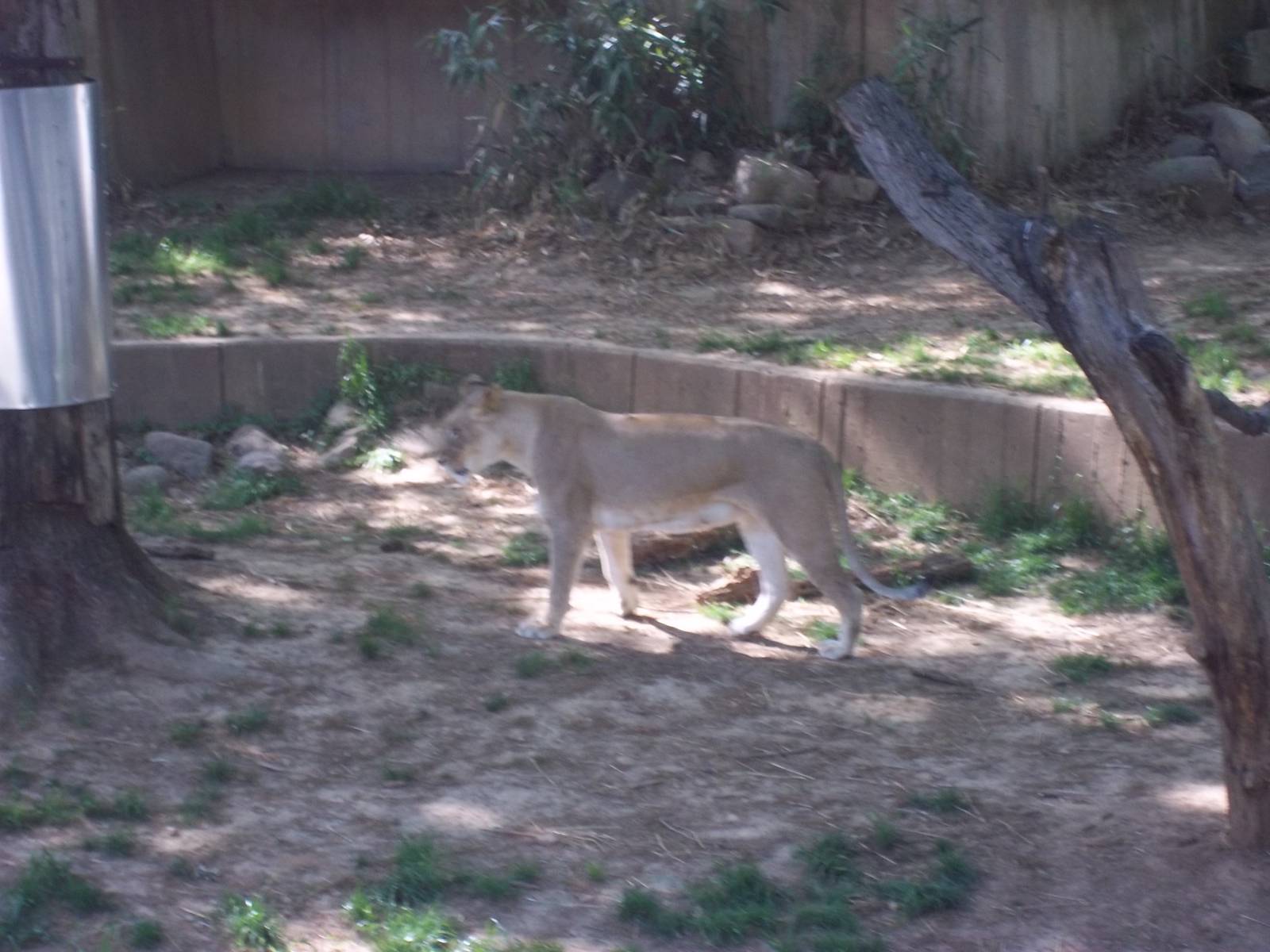 Lion Exhibit
