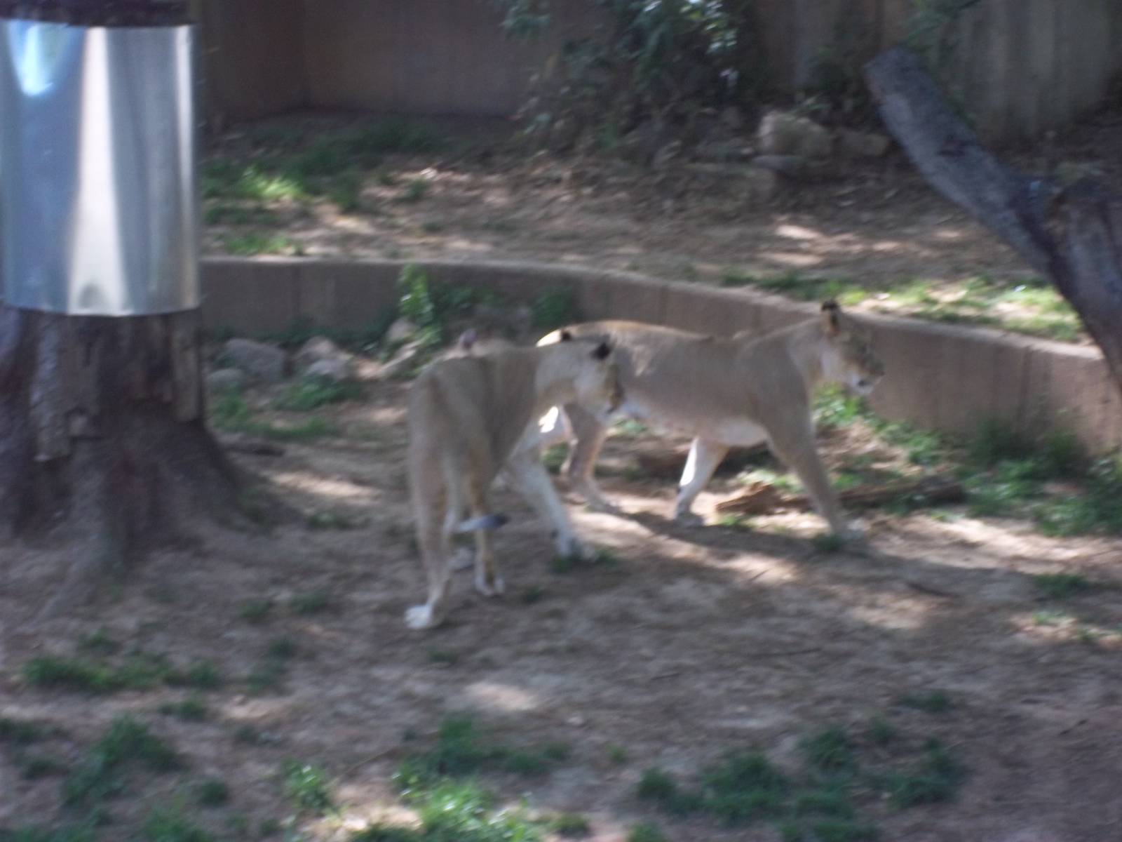 Lion Exhibit