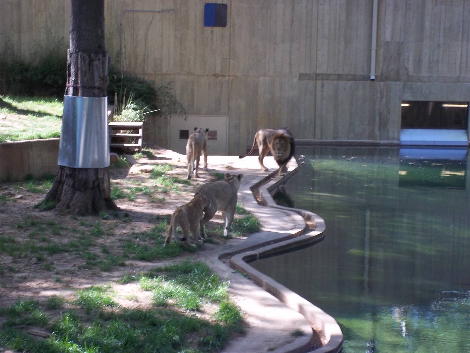 Lion Exhibit