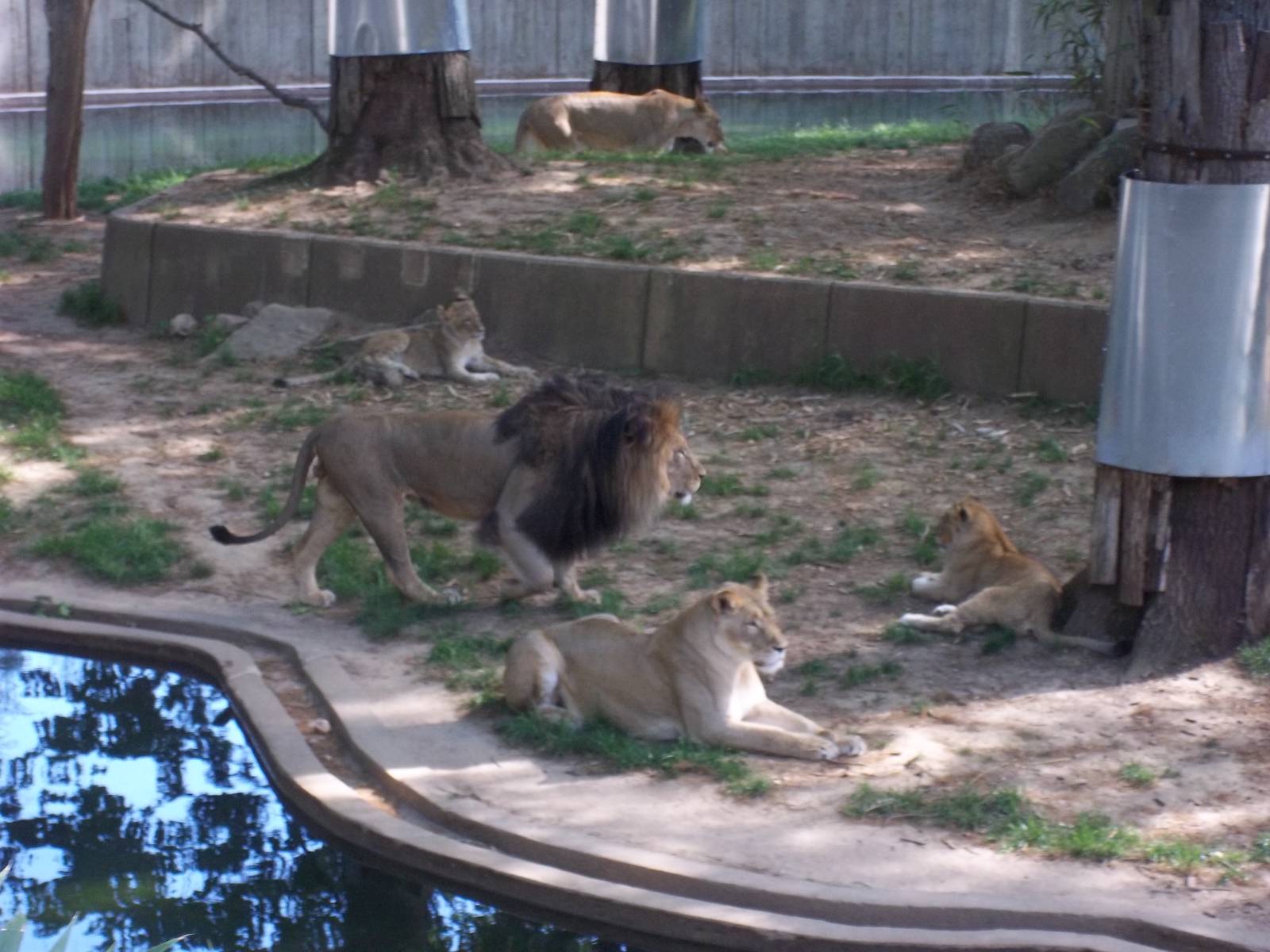 Lion Exhibit