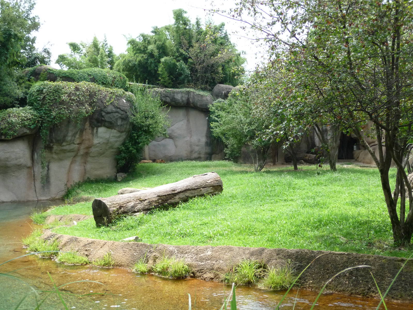 Lion Exhibit