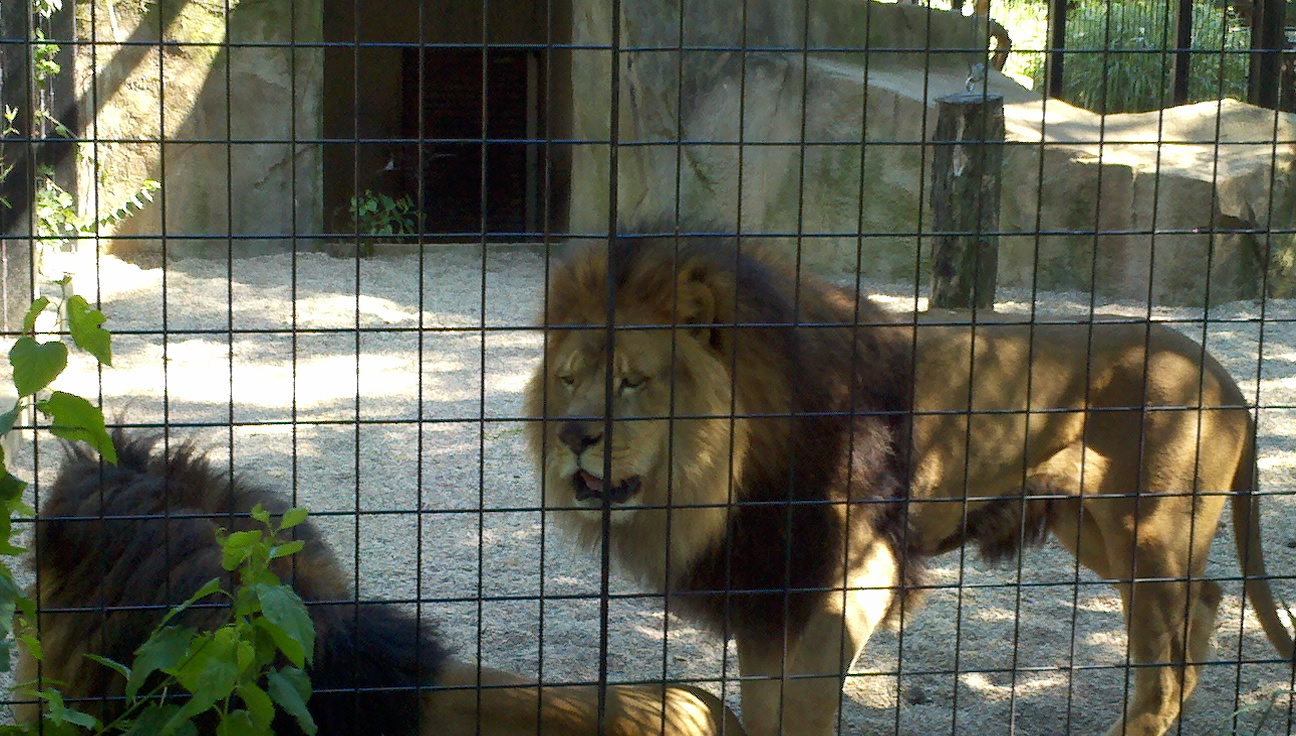 Lion Exhibit